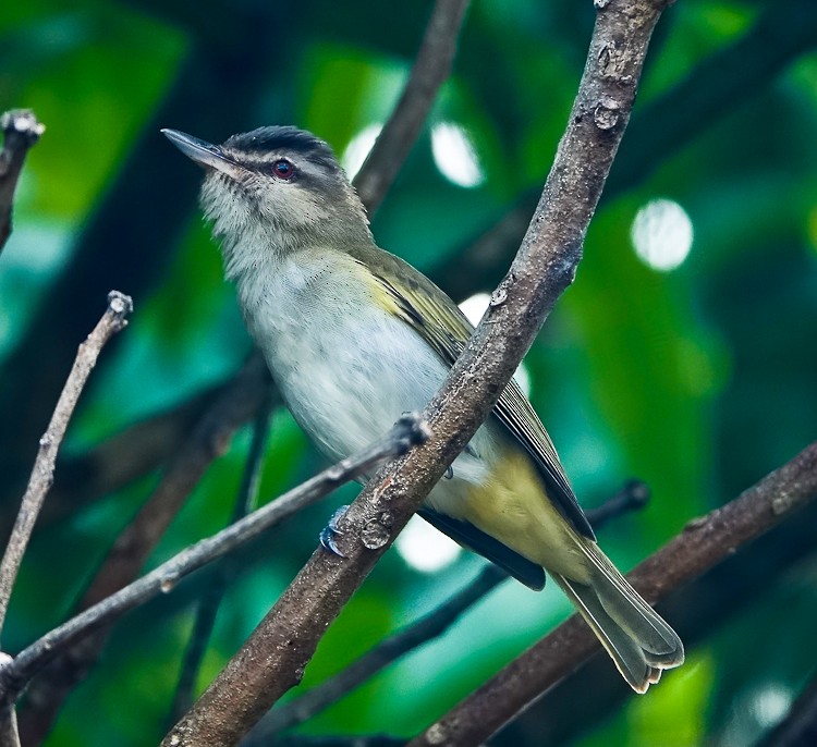 Black-whiskered Vireo - ML619687244