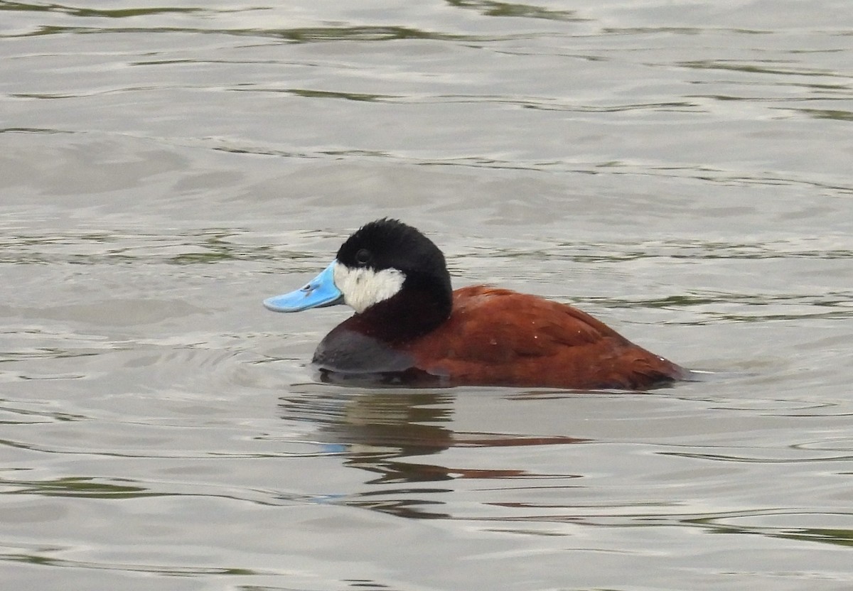 Ruddy Duck - ML619687259