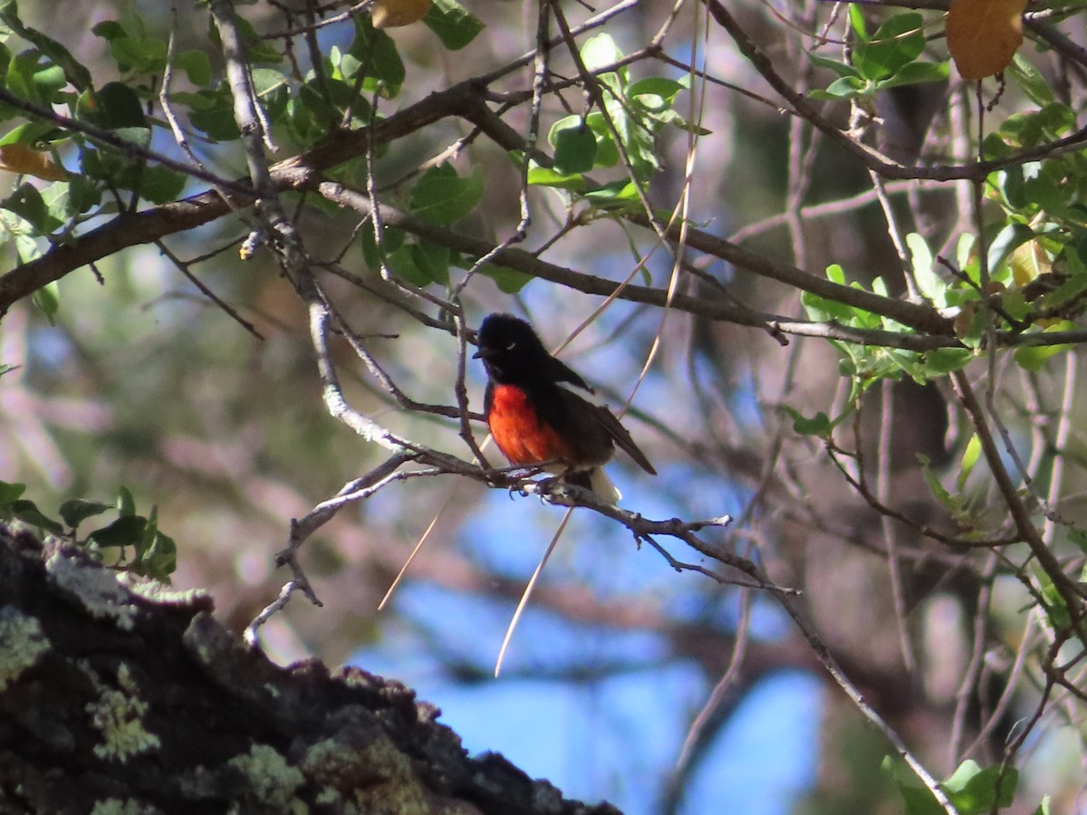 Painted Redstart - ML619687269