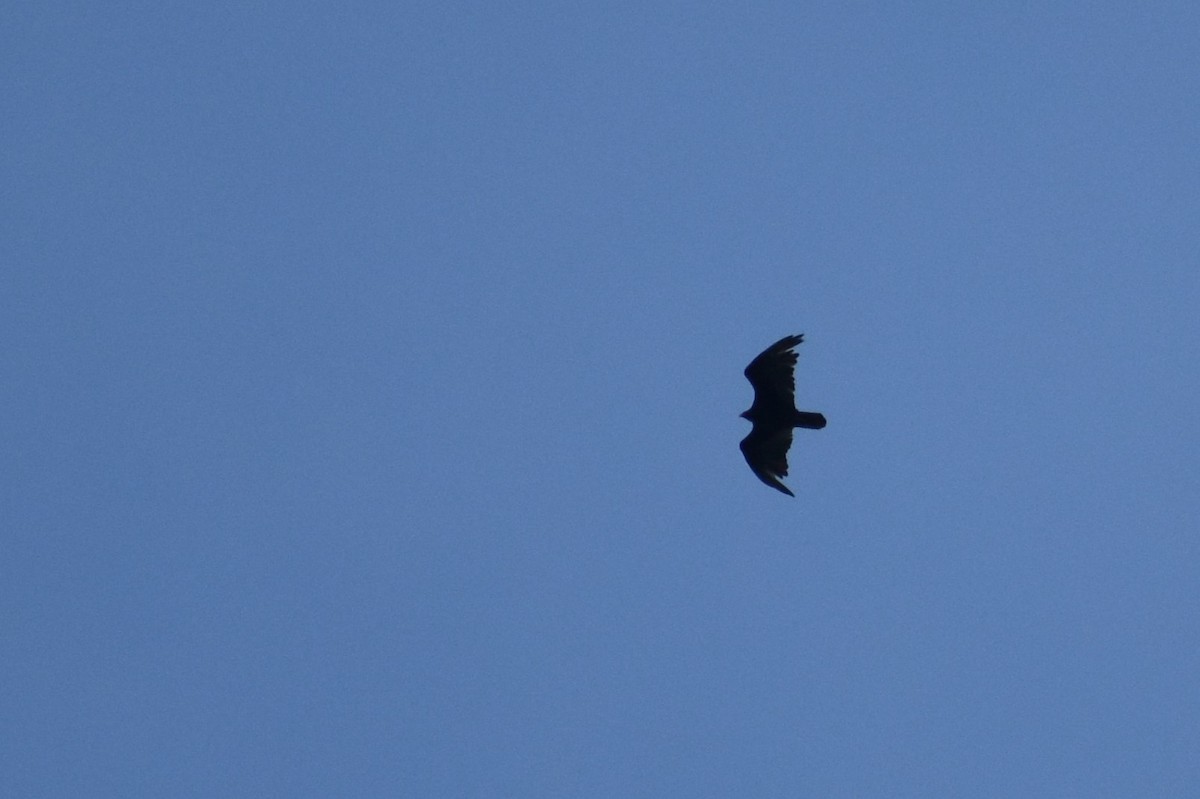 Turkey Vulture - ML619687270