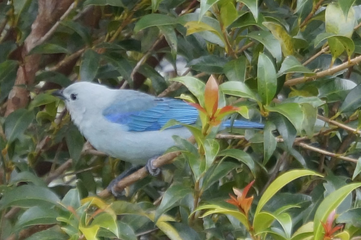 Blue-gray Tanager - ML619687331