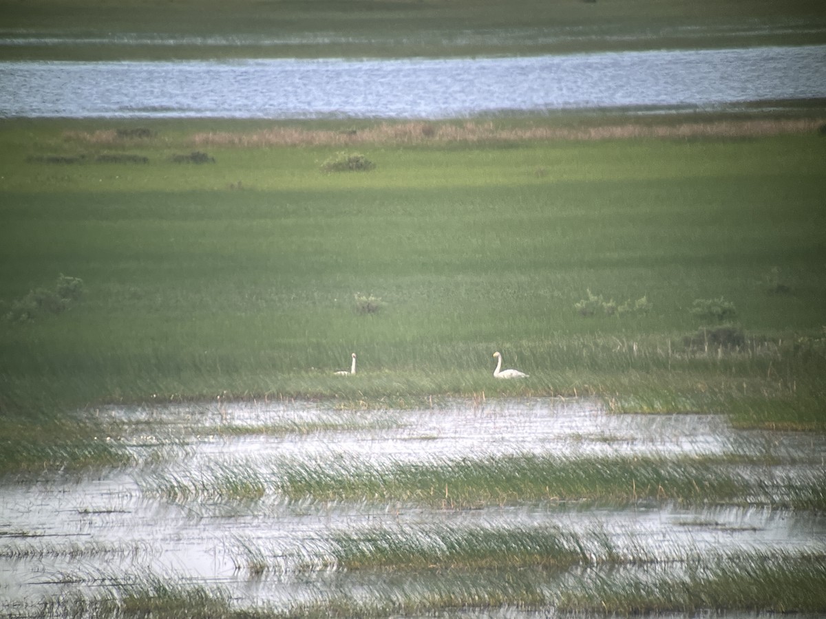 Whooper Swan - ML619687346