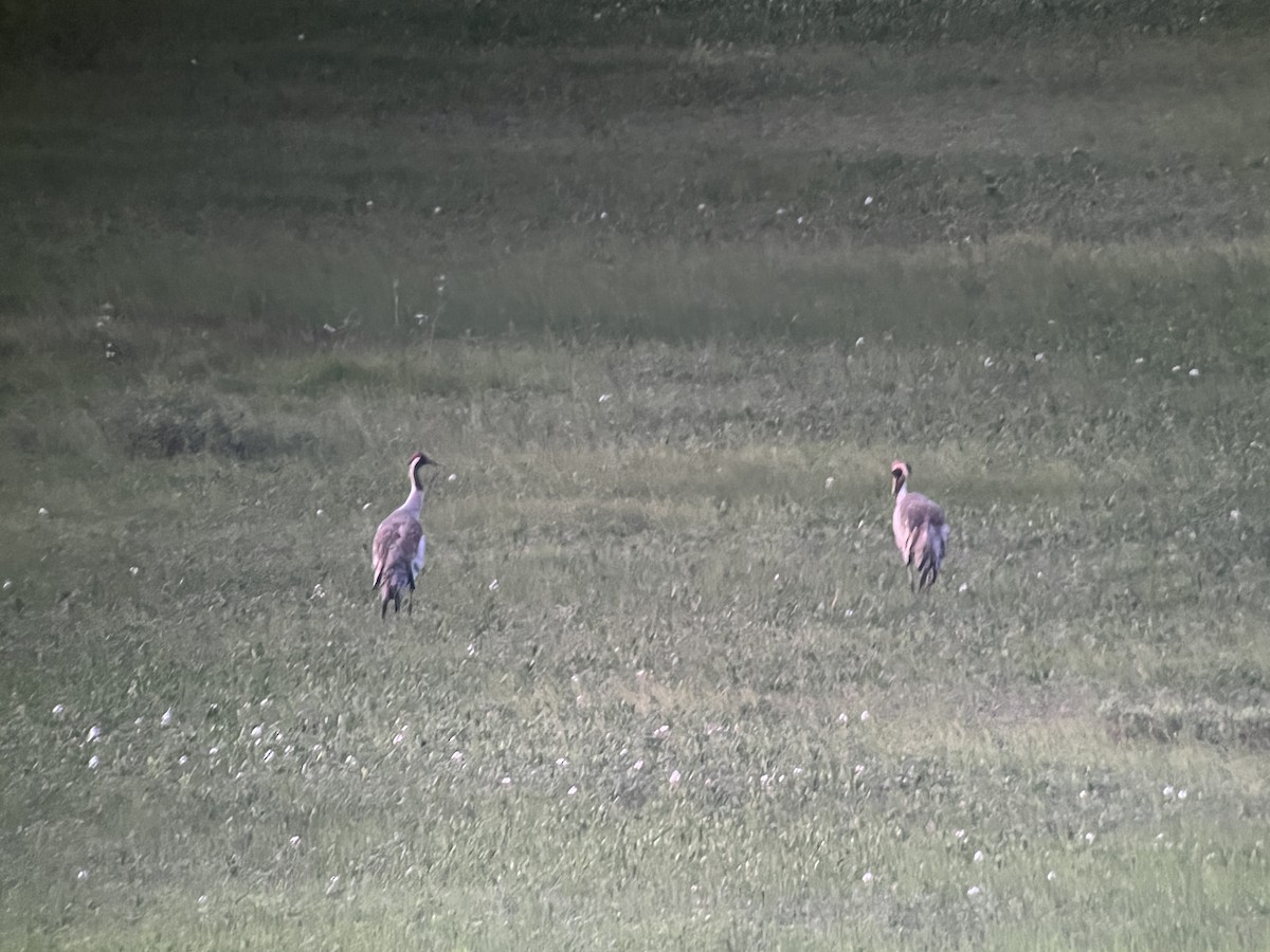 Common Crane - ML619687366