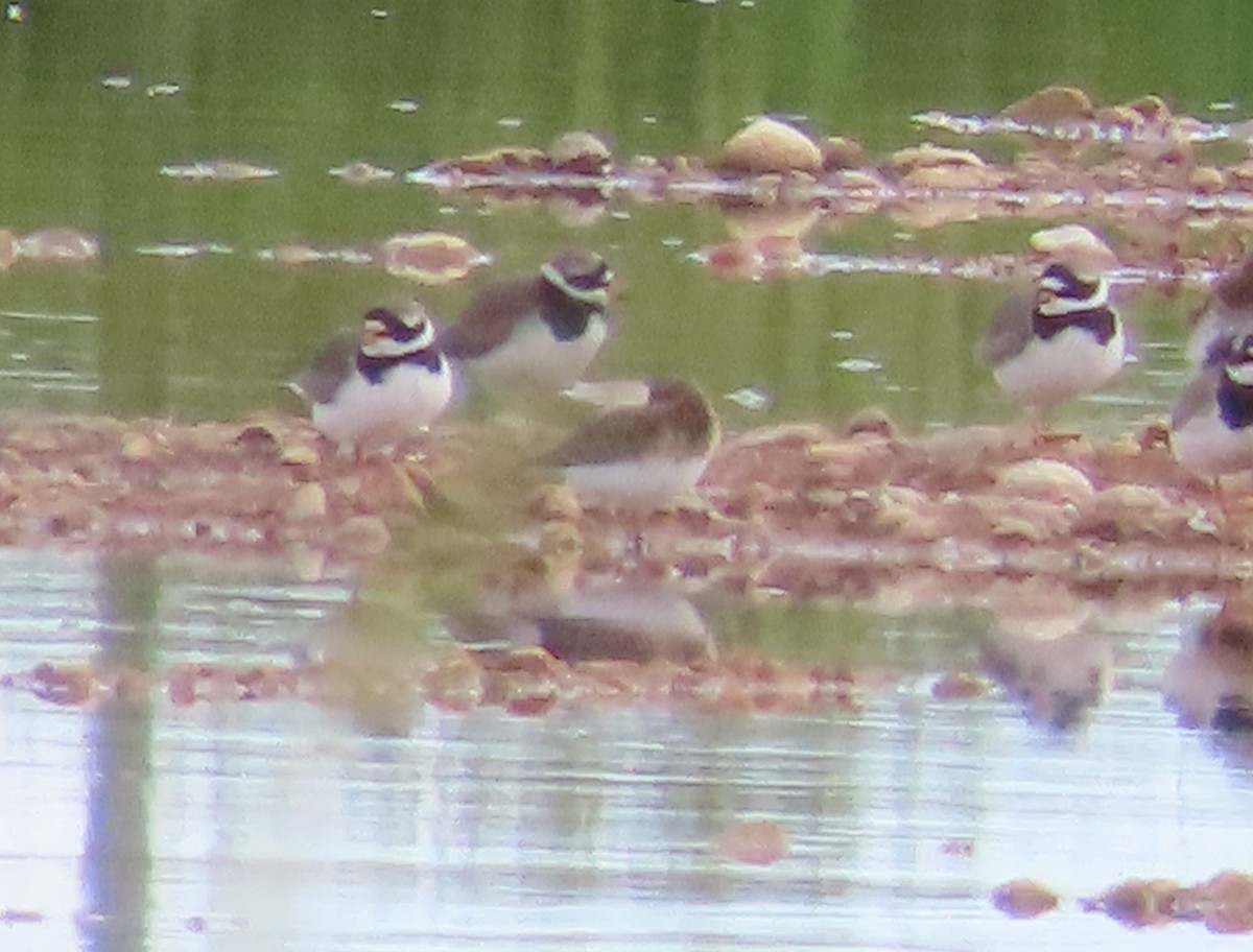 Temminck's Stint - ML619687391