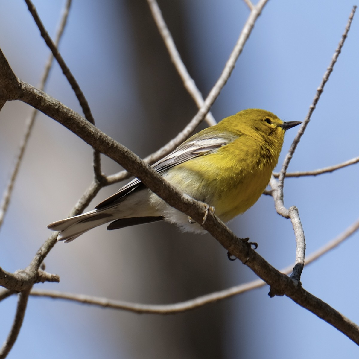 Pine Warbler - ML619687399