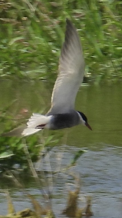 Whiskered Tern - ML619687403