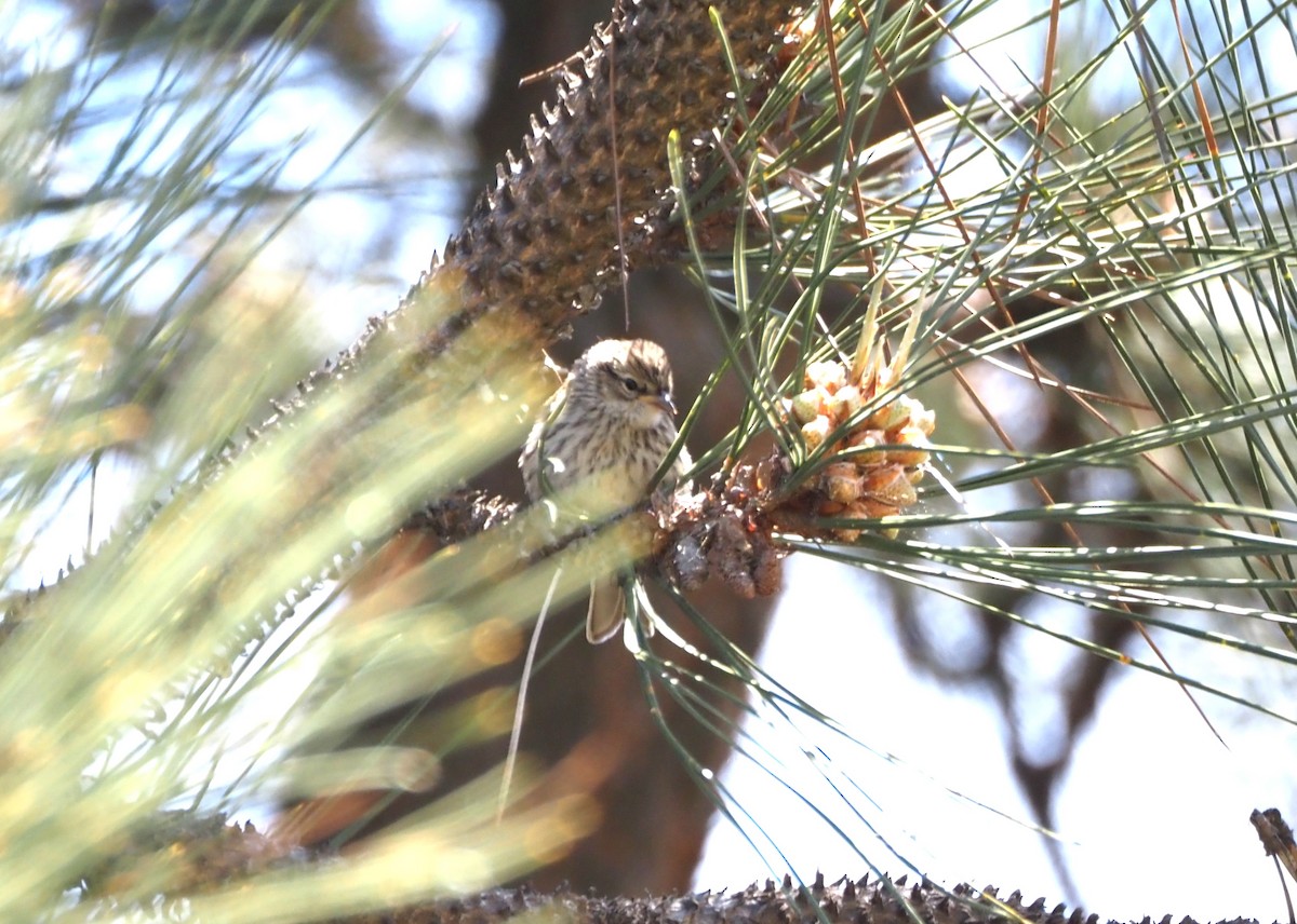 Chipping Sparrow - ML619687404