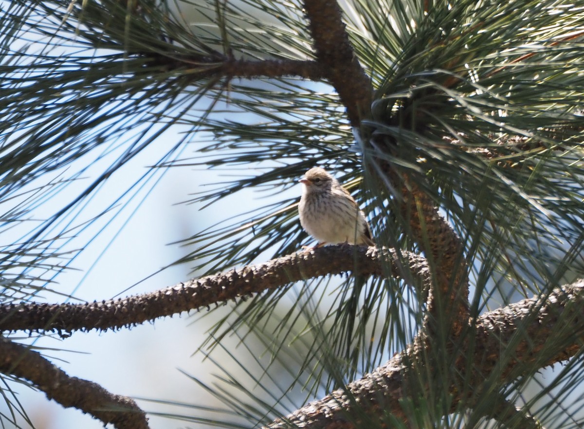 Chipping Sparrow - ML619687407