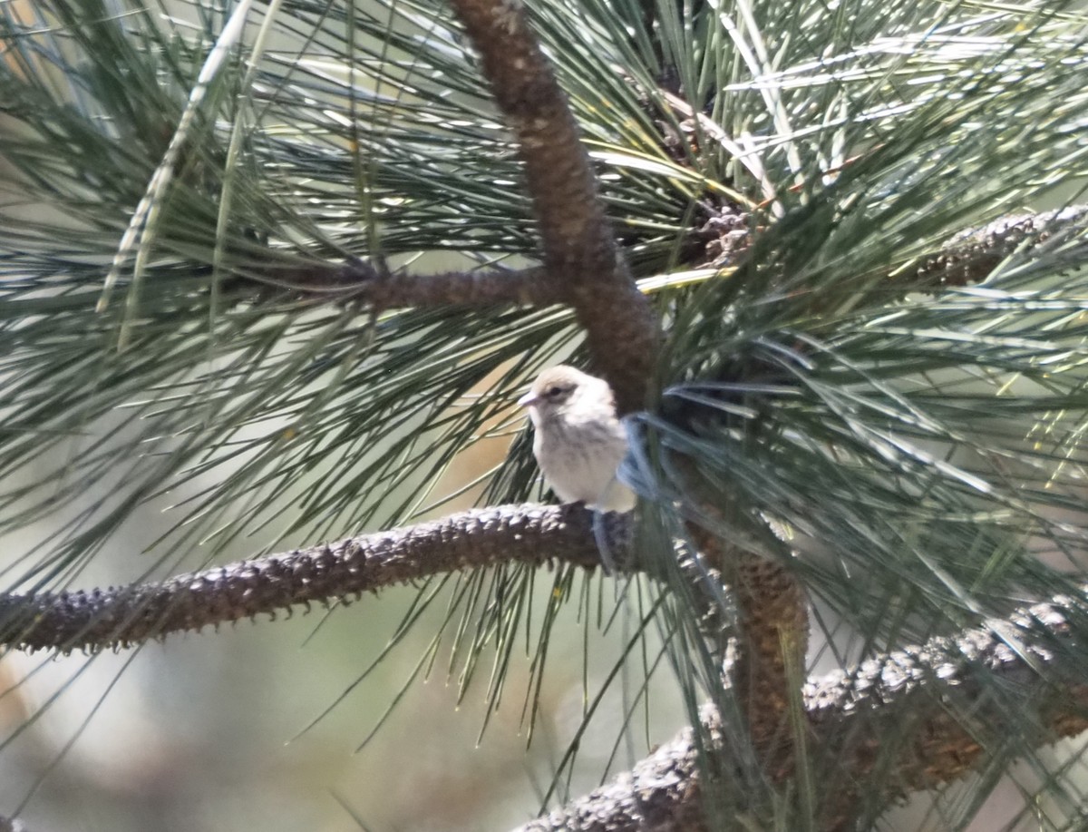 Chipping Sparrow - ML619687410