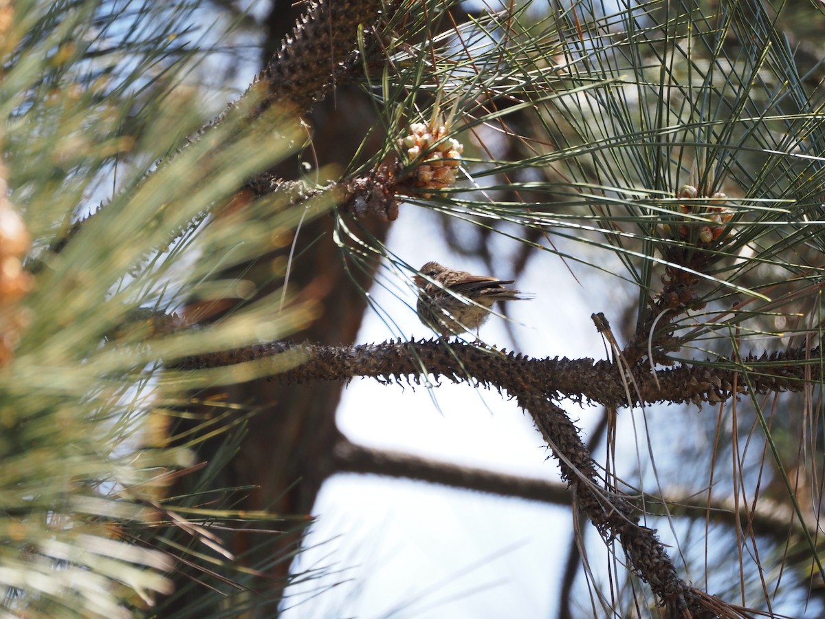 Chipping Sparrow - ML619687416