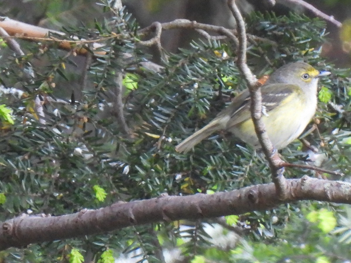 Ak Gözlü Vireo - ML619687440