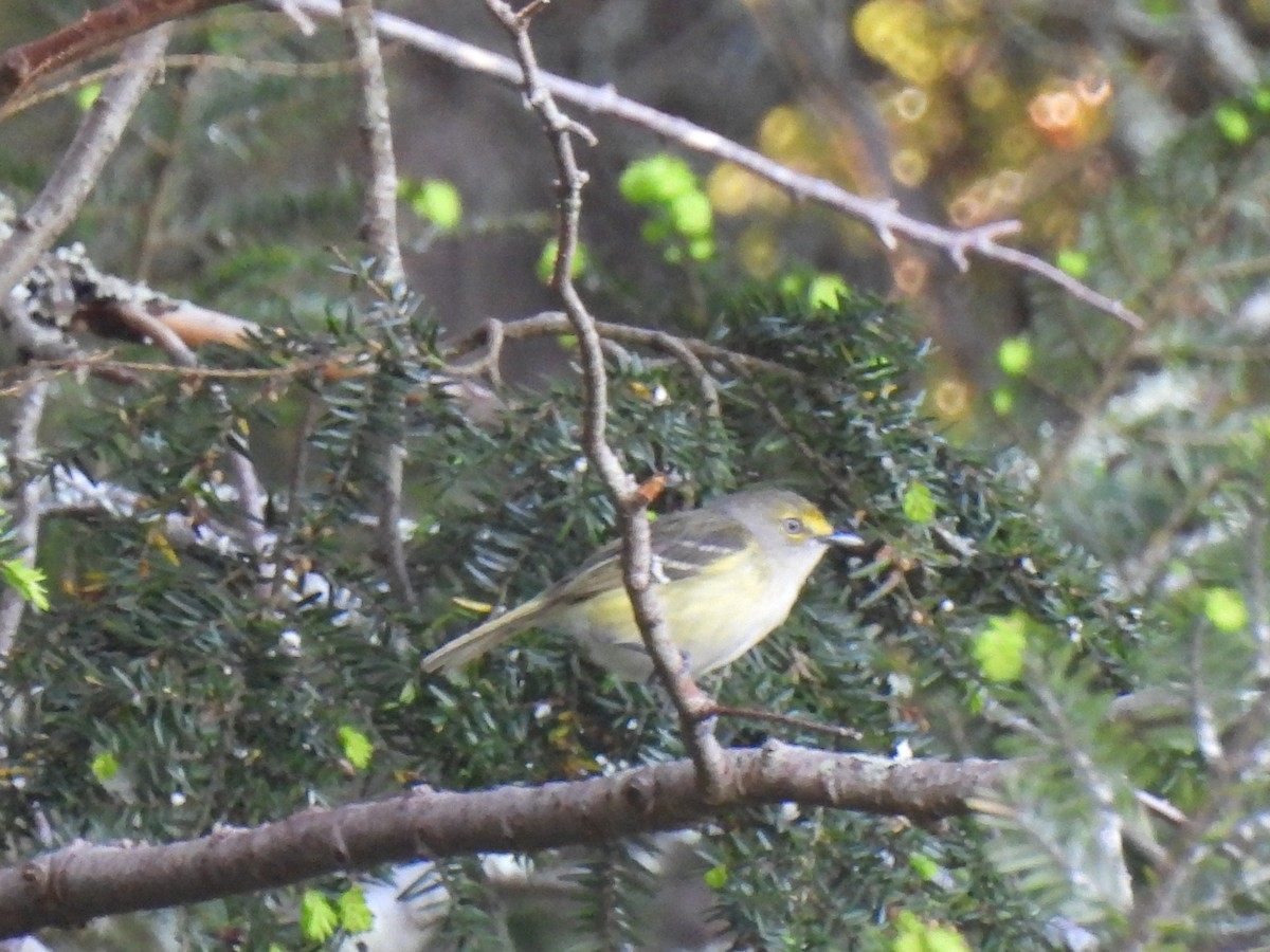 Ak Gözlü Vireo - ML619687442