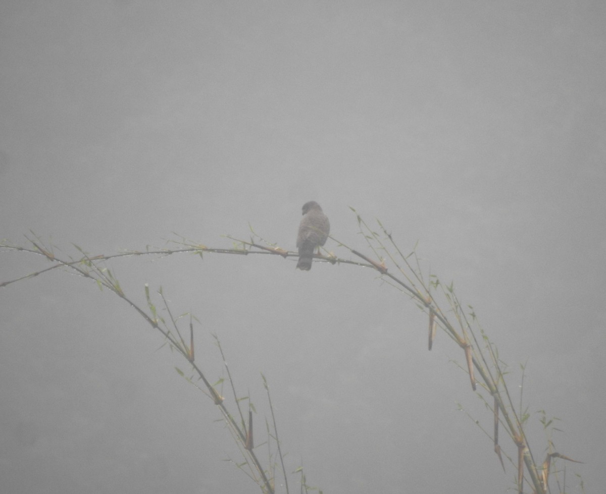 Roadside Hawk - ML619687450