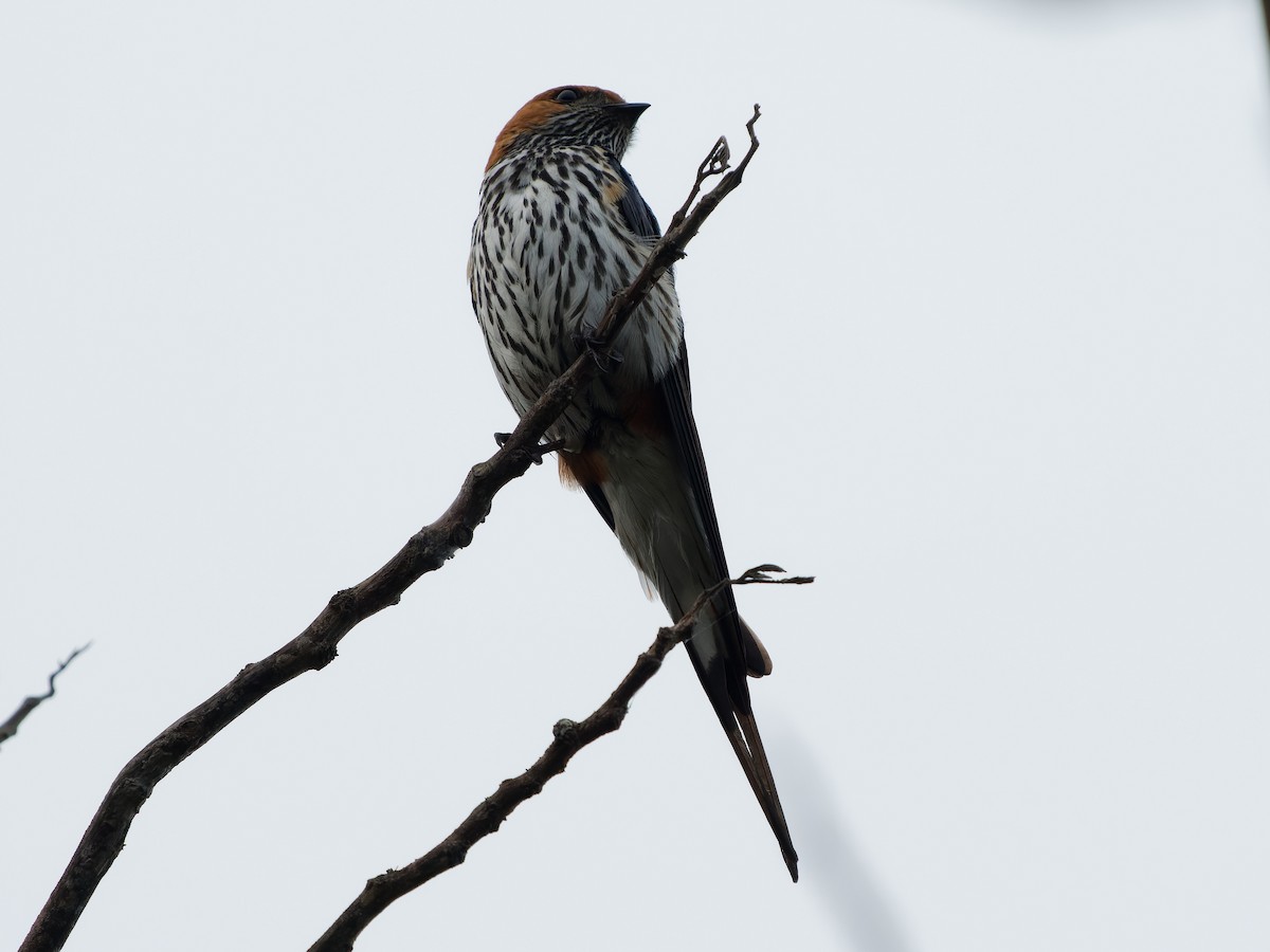 Lesser Striped Swallow - ML619687472