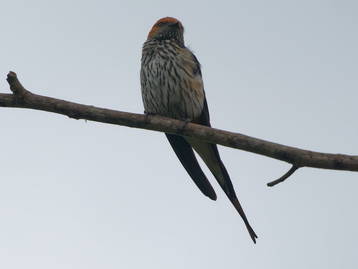 Lesser Striped Swallow - ML619687473