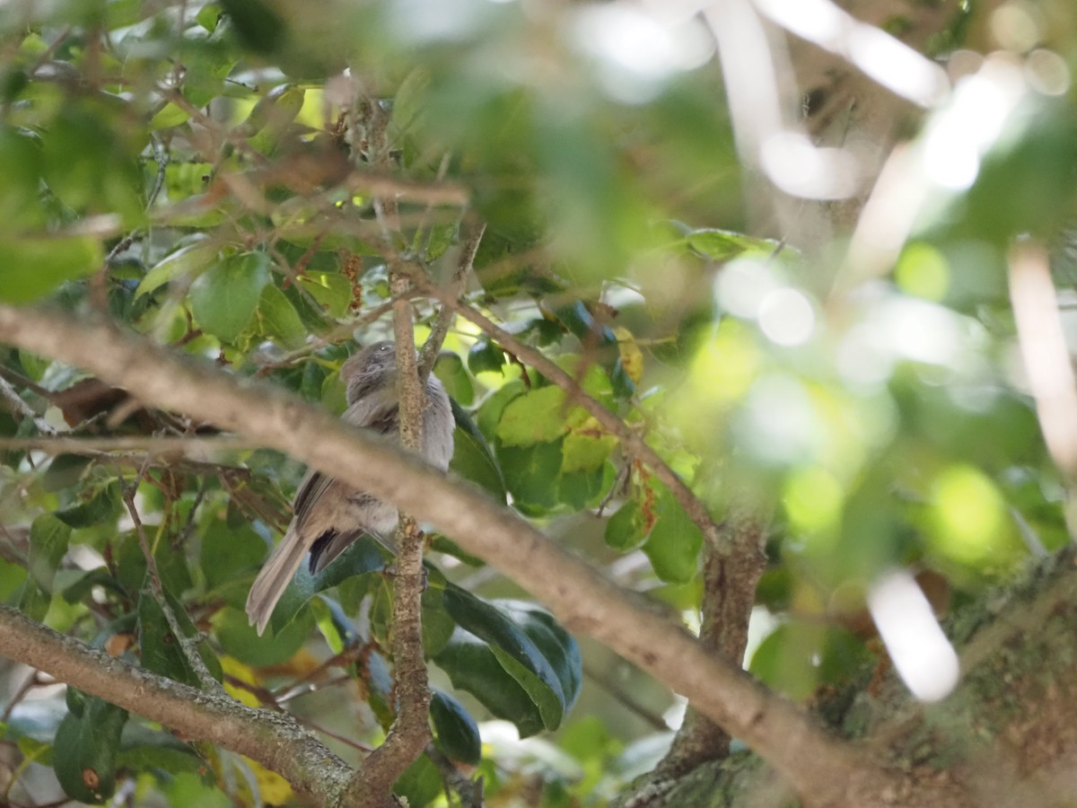 Oak Titmouse - ML619687517