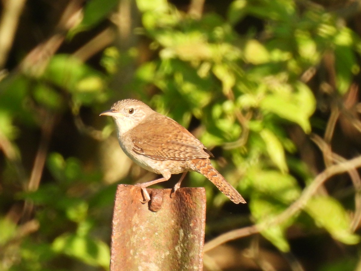 House Wren - ML619687525