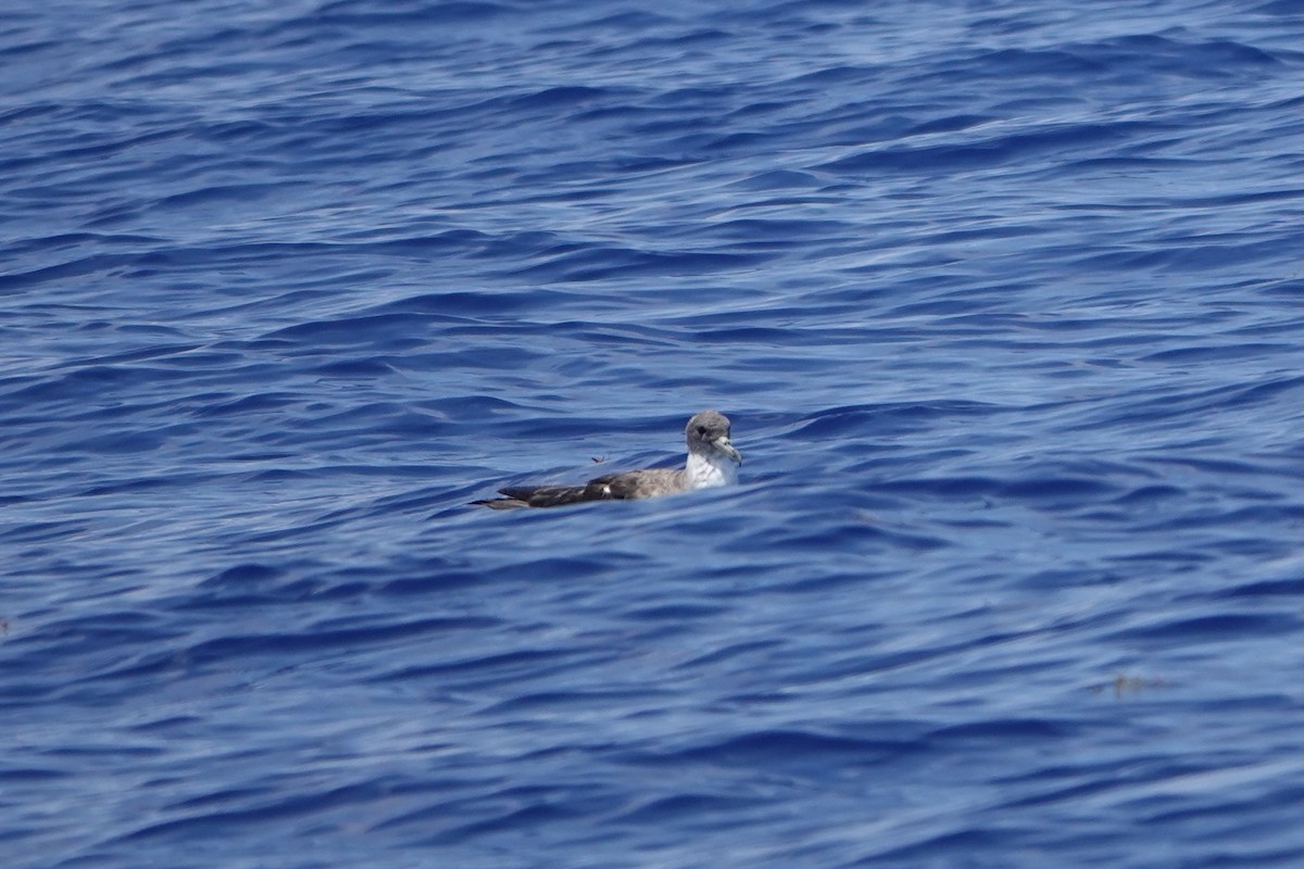 Cory's Shearwater - ML619687541