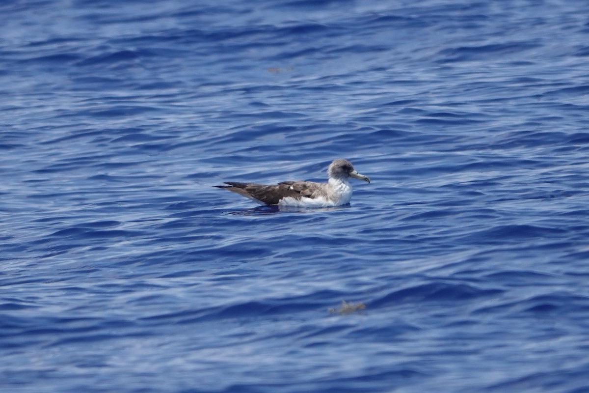 Cory's Shearwater - ML619687542