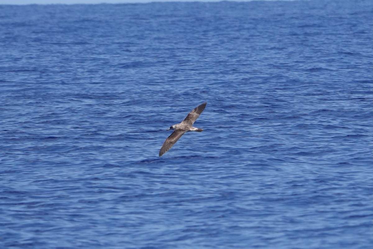 Cory's Shearwater - ML619687543