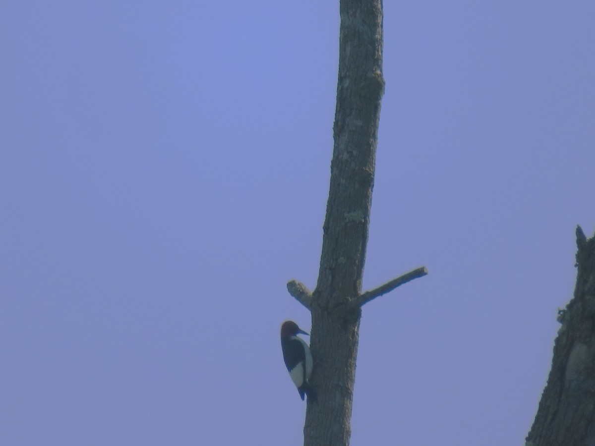 Red-headed Woodpecker - ML619687544