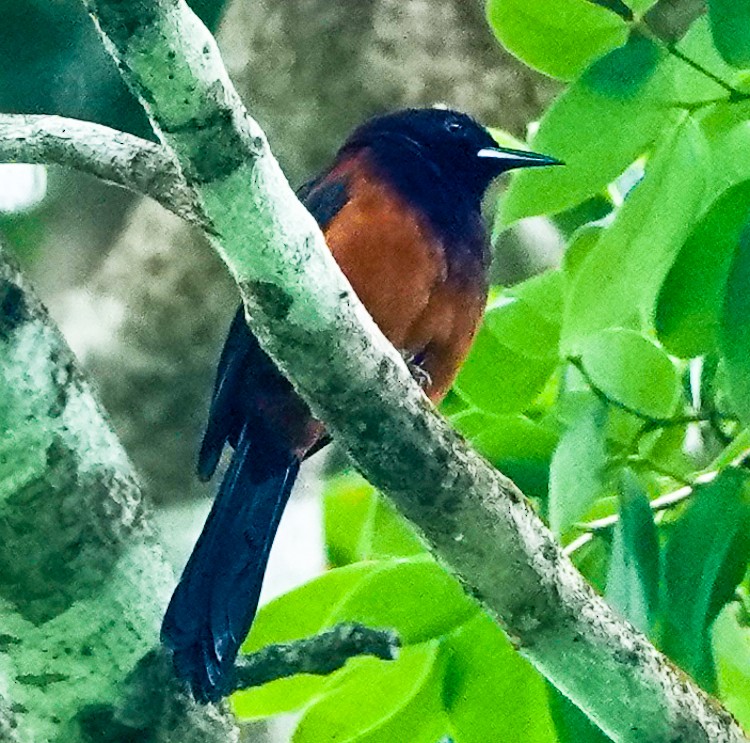 Martinique Oriole - ML619687545