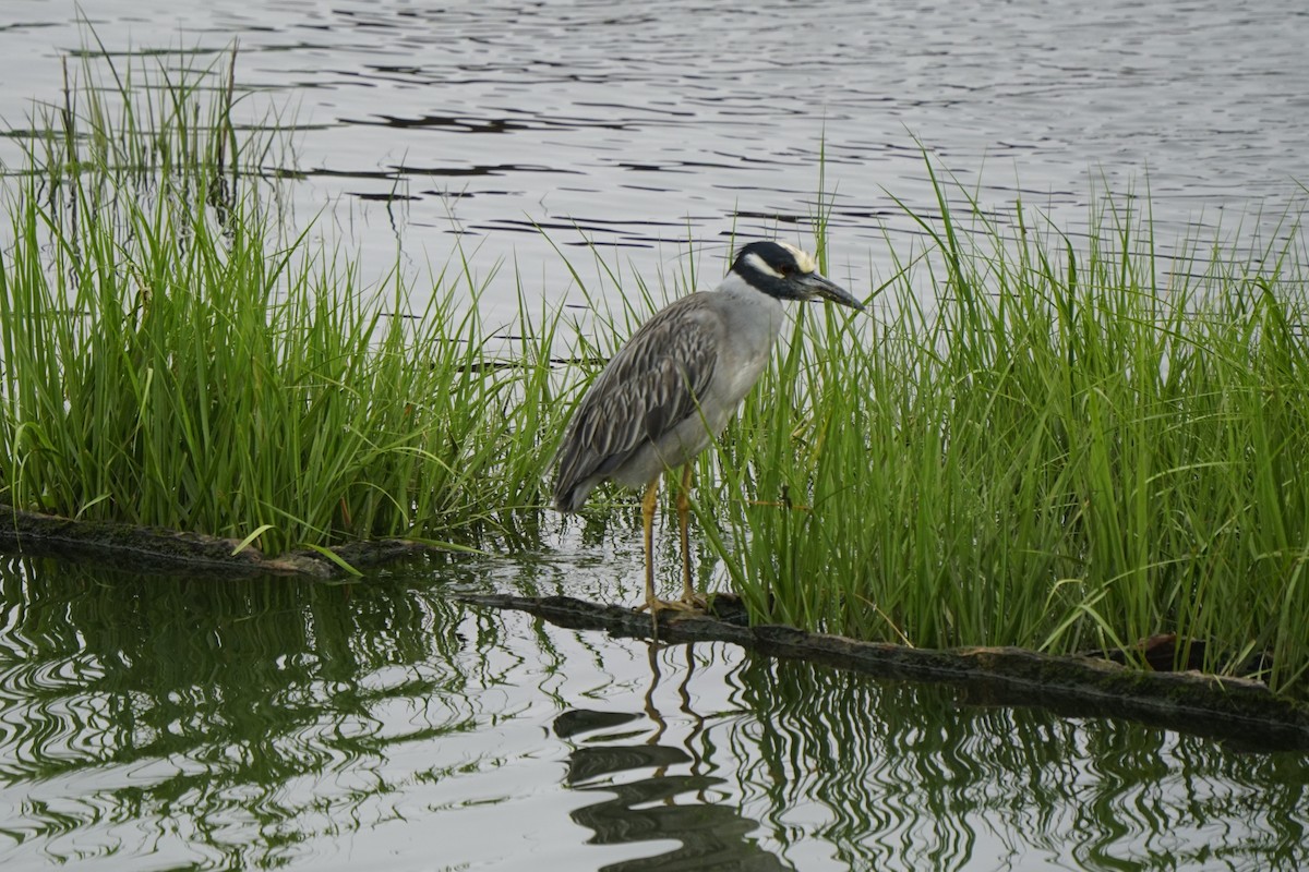 Yellow-crowned Night Heron - ML619687569