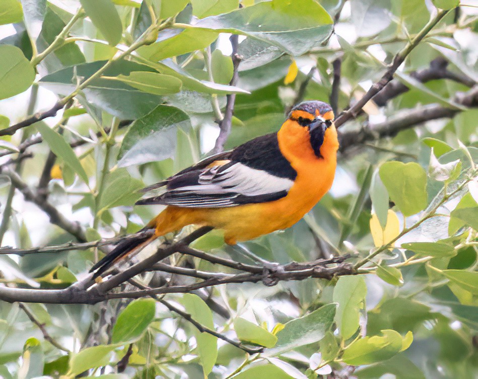 Bullock's Oriole - ML619687570