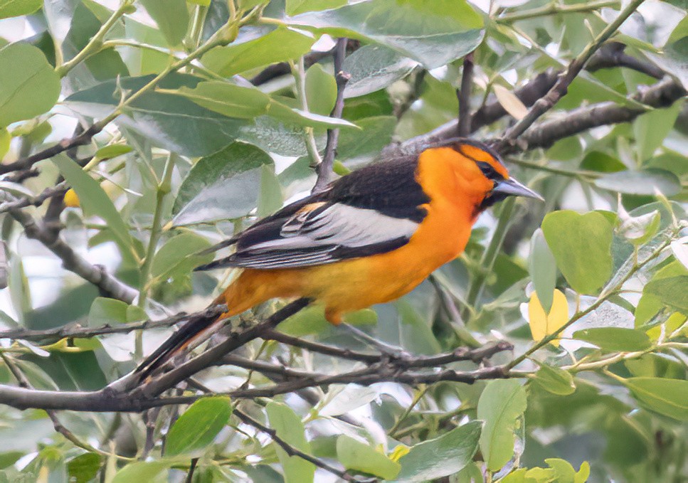 Bullock's Oriole - ML619687571