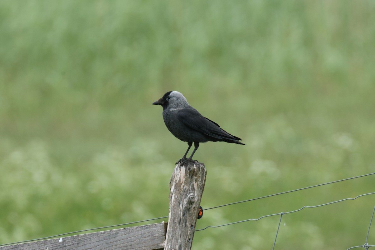 Eurasian Jackdaw - ML619687573