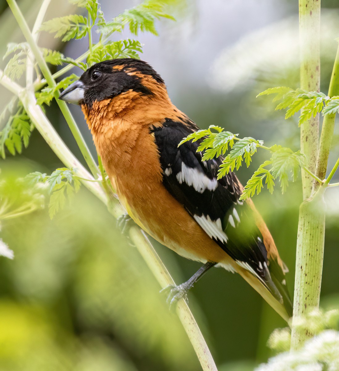 Black-headed Grosbeak - ML619687579