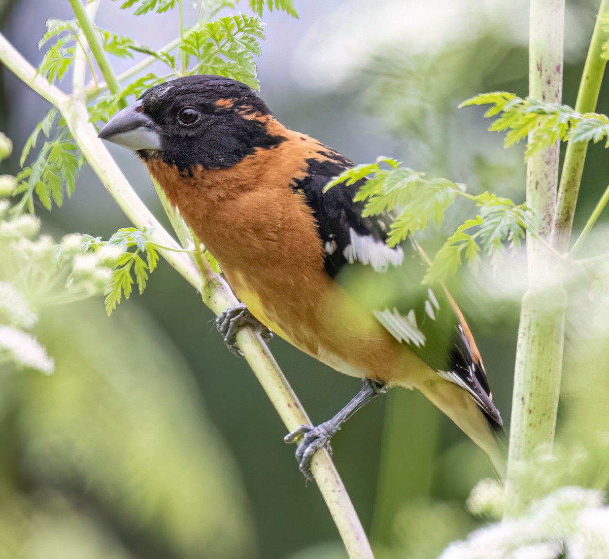 Black-headed Grosbeak - Jeff Todoroff