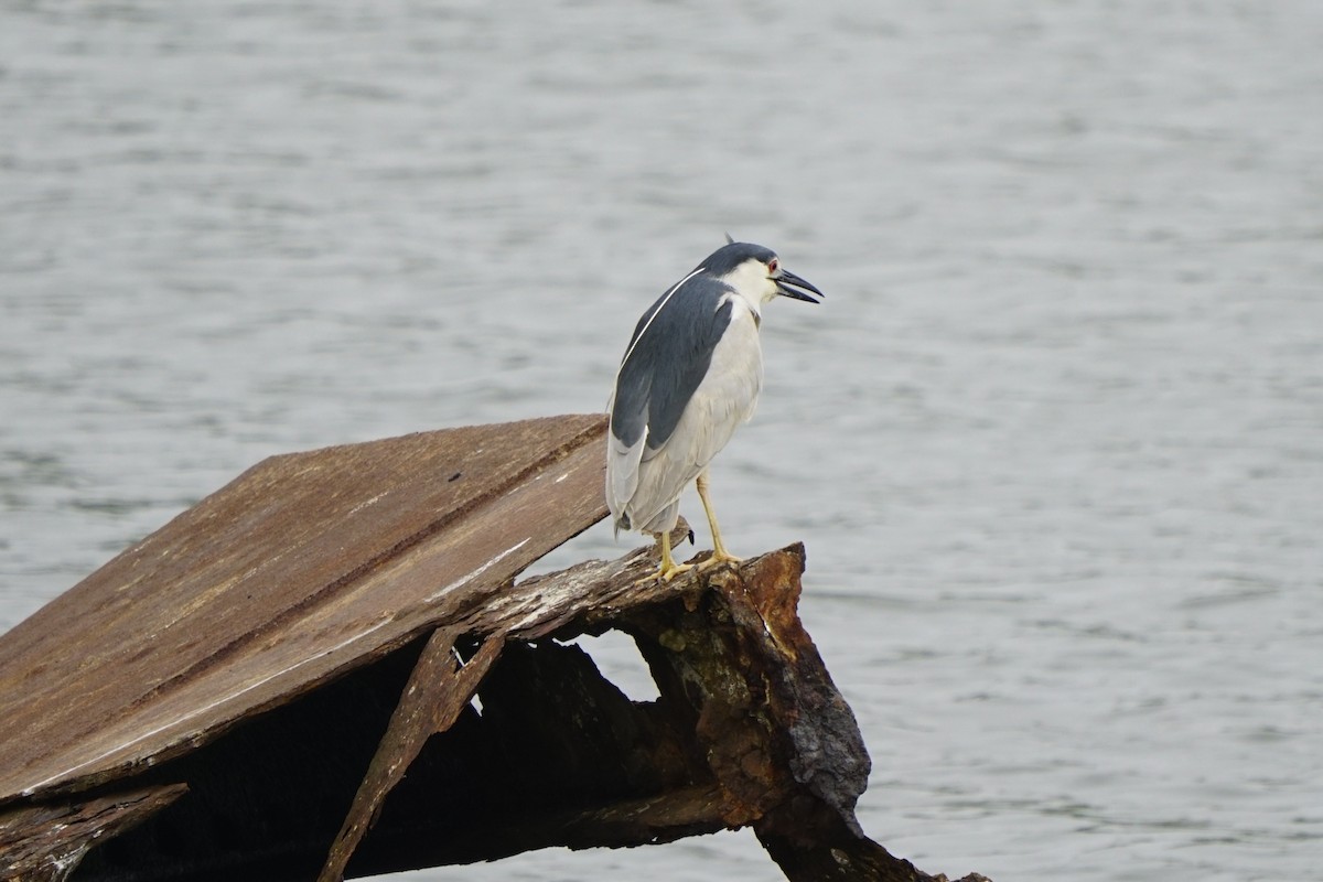 Black-crowned Night Heron - ML619687594