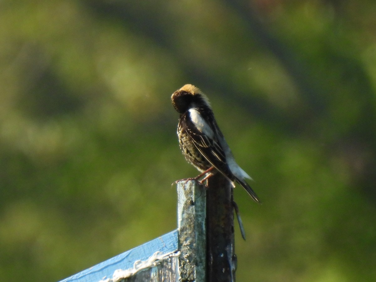 bobolink americký - ML619687600