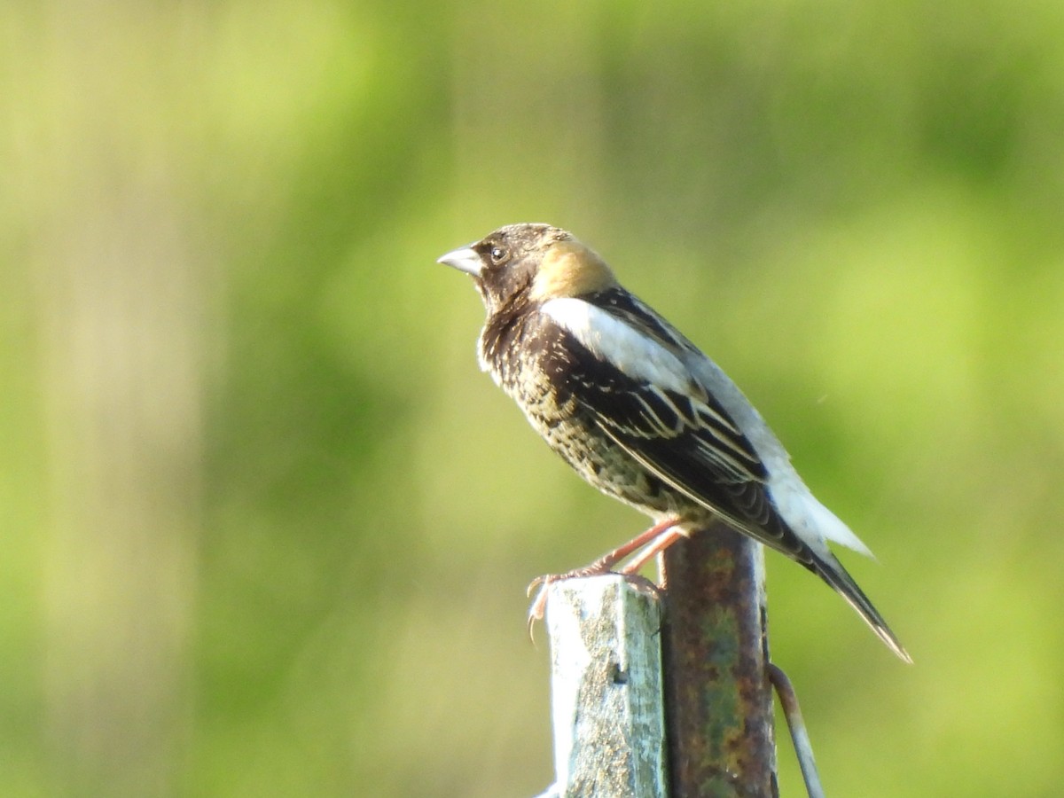 bobolink americký - ML619687601