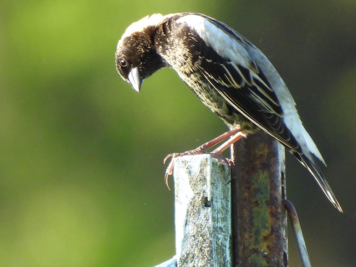 bobolink americký - ML619687602