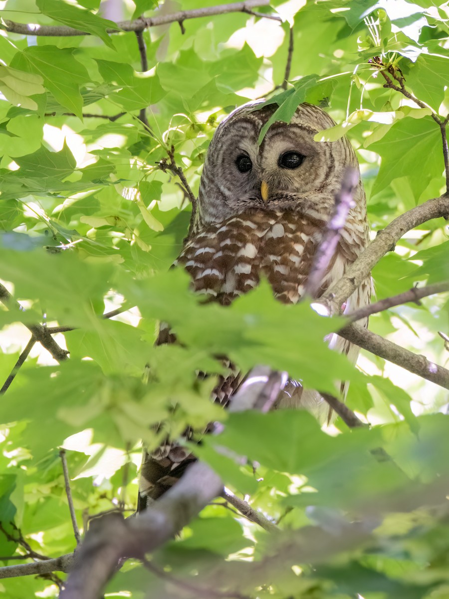 Barred Owl - ML619687605