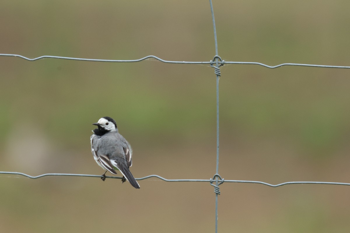 White Wagtail - ML619687606