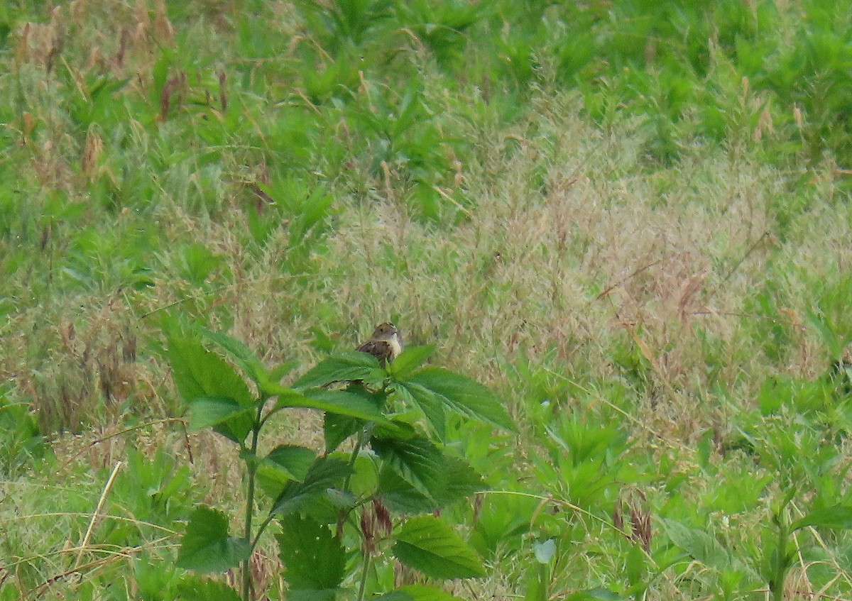 Grasshopper Sparrow - ML619687609