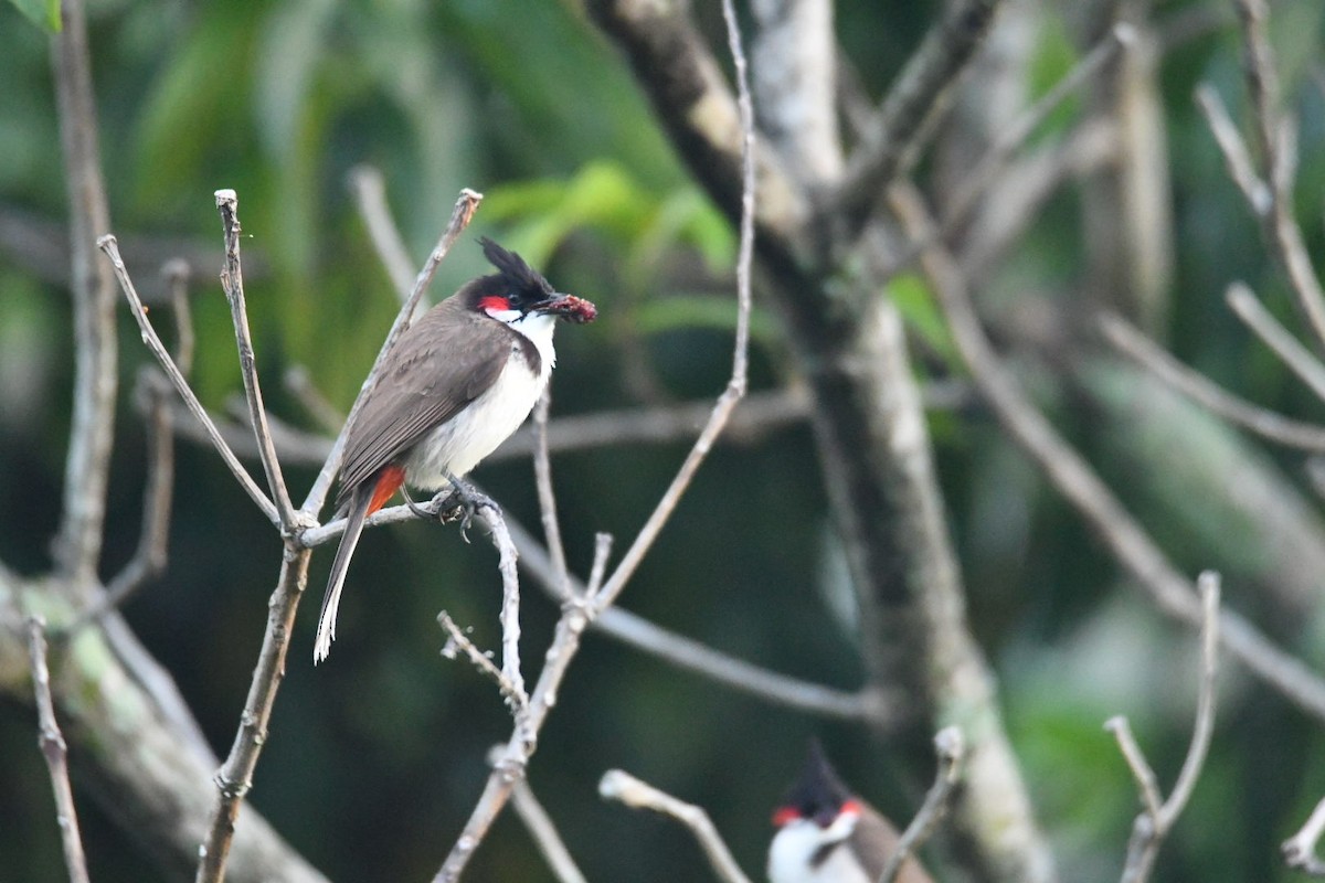 Red-whiskered Bulbul - ML619687612