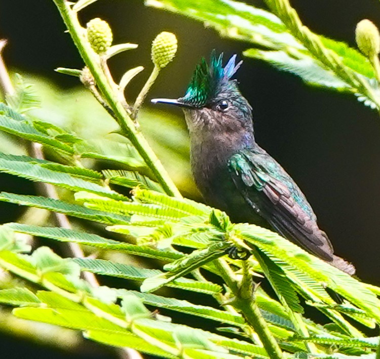 Antillean Crested Hummingbird - ML619687638