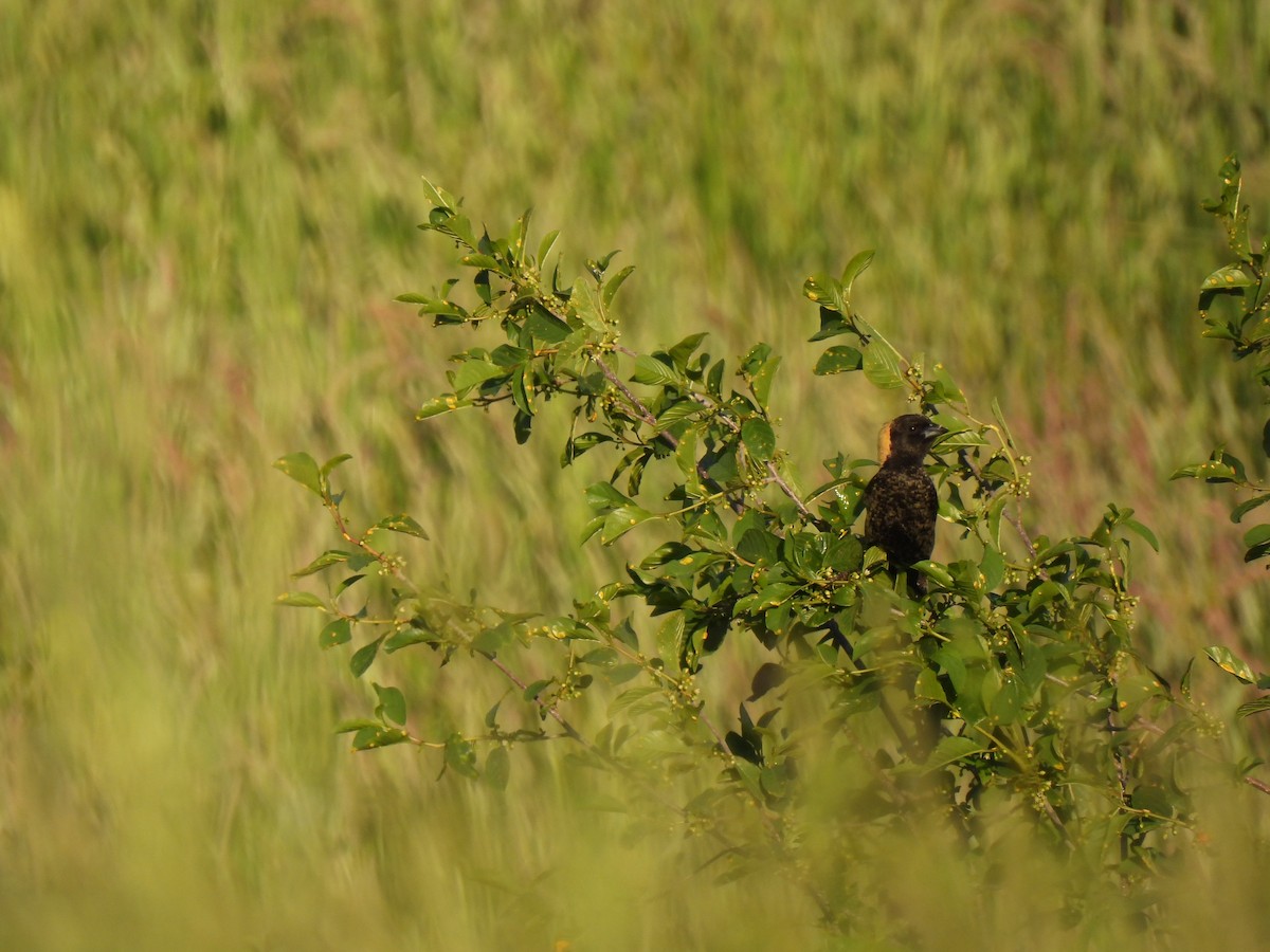 bobolink americký - ML619687646