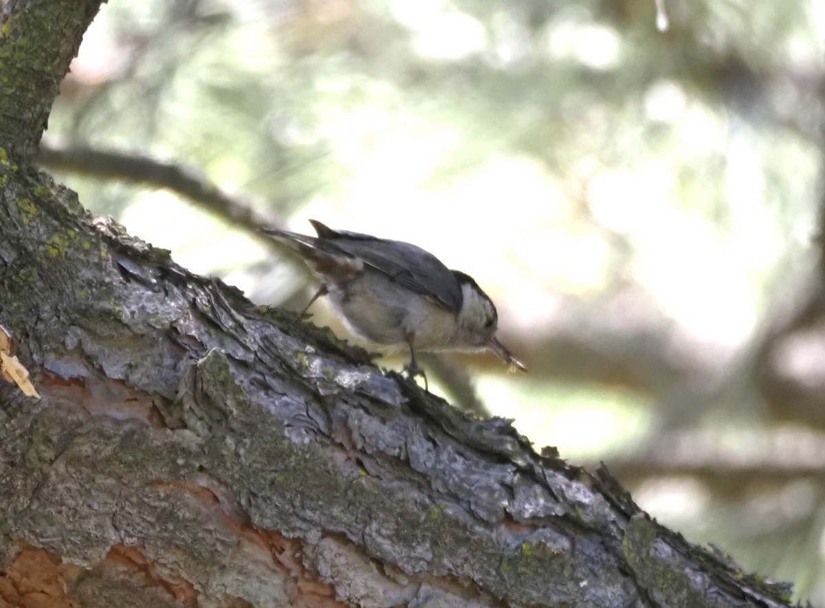 White-breasted Nuthatch - ML619687647