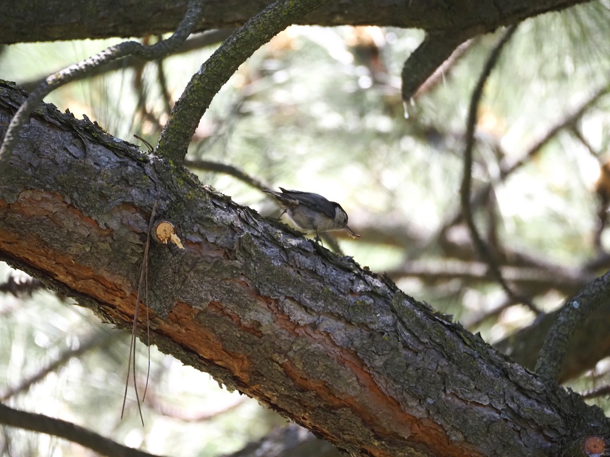 White-breasted Nuthatch - ML619687649