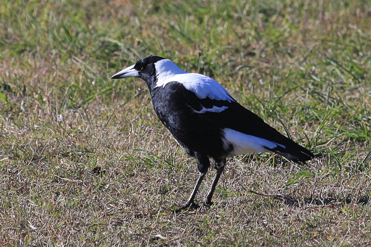 Australian Magpie (White-backed) - Martyn Covey