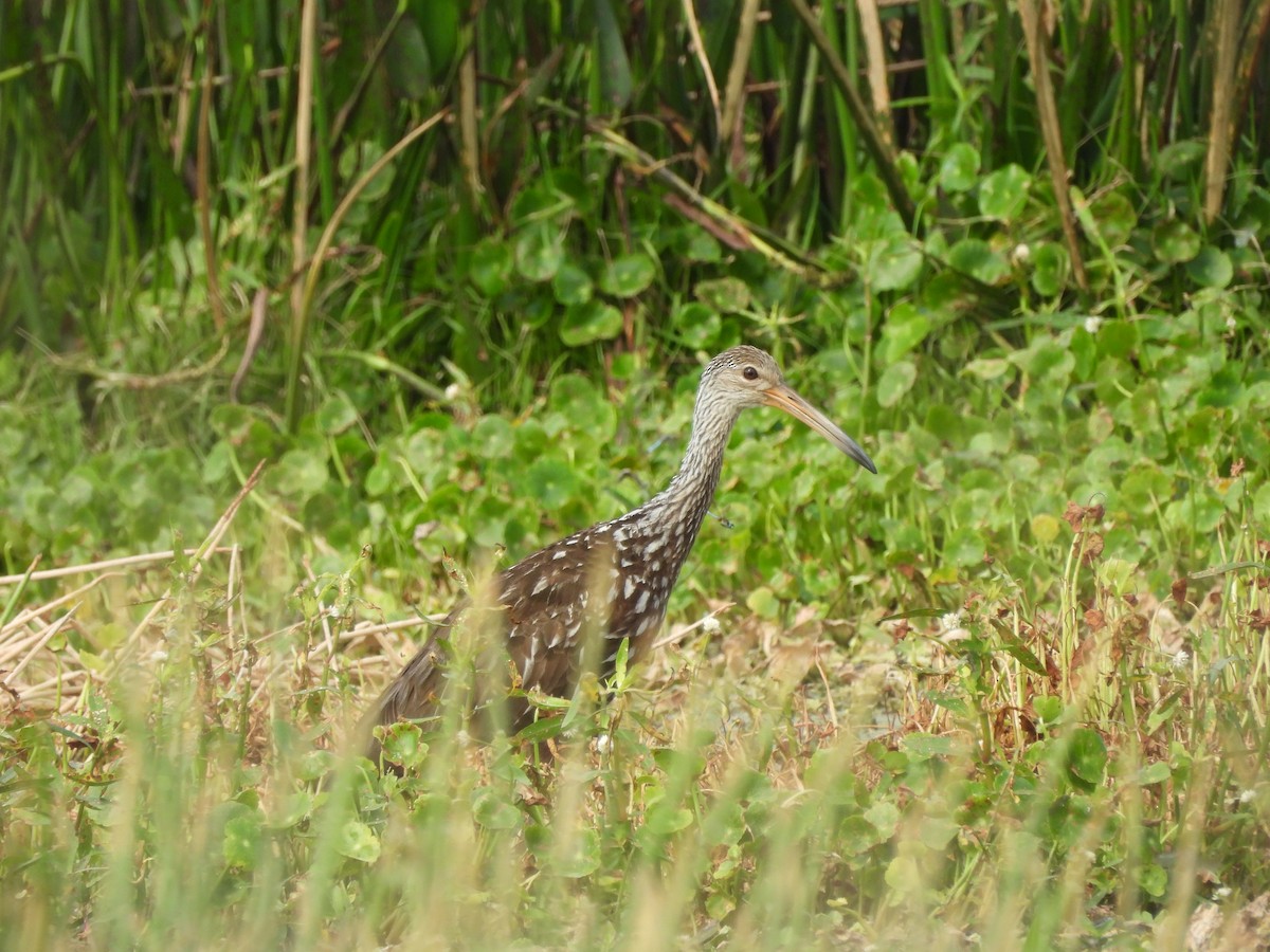 Limpkin - ML619687662