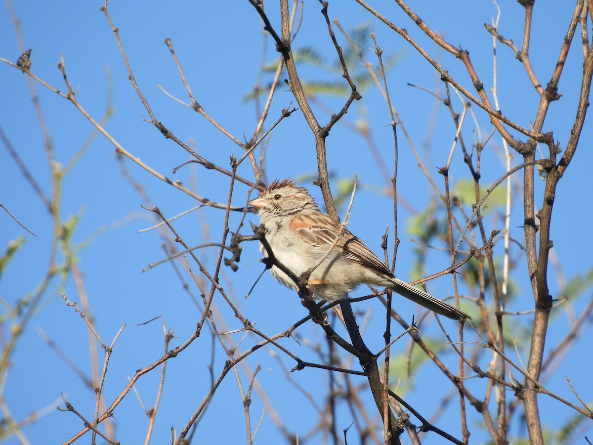 Rufous-winged Sparrow - ML619687665