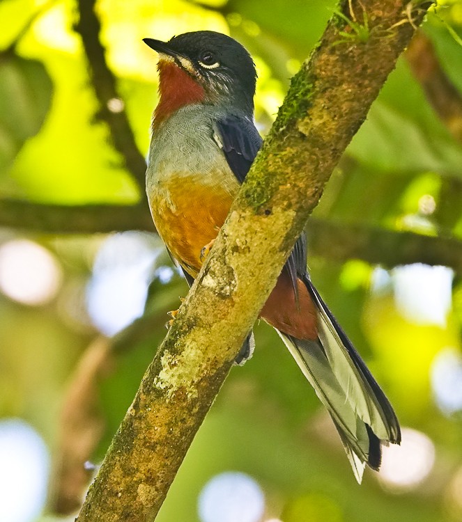 Rufous-throated Solitaire - ML619687669