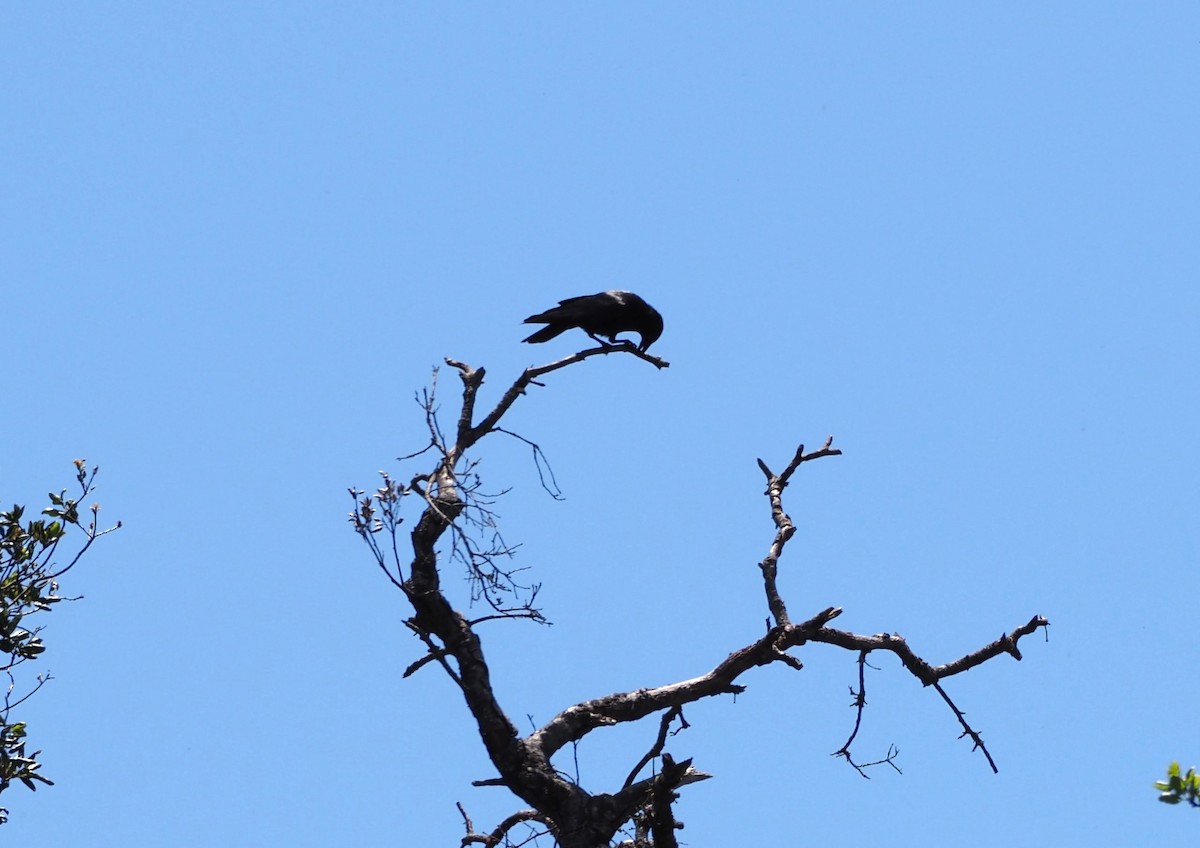 American Crow - ML619687675