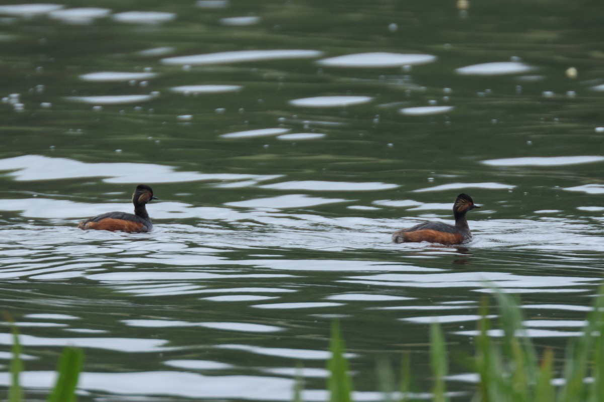 Eared Grebe - ML619687676